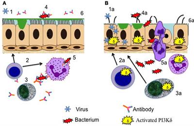 Respiratory Manifestations of the Activated Phosphoinositide 3-Kinase Delta Syndrome